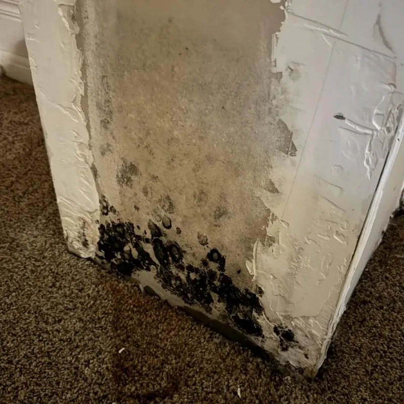 Professional Mold Removal in Mount Orab, OH